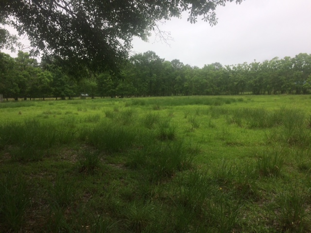 field of grass