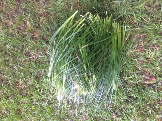 harvested grass (far more than necessary for this project; next is basket-weaving!)