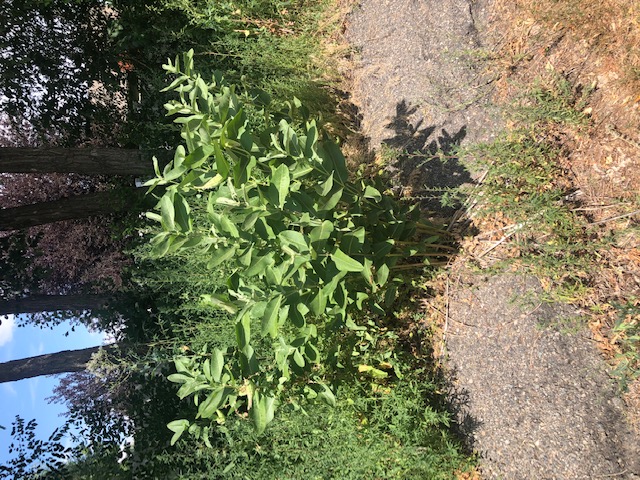 Suburban roadside milkweed patch