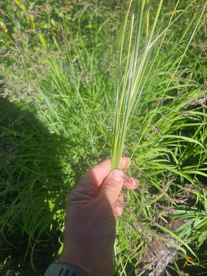 grass, raw materials