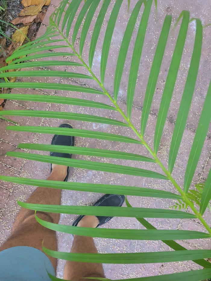 Palm frond