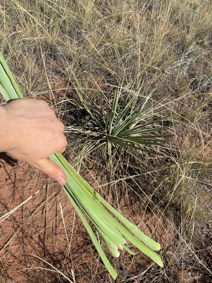 yucca leaves for making twine