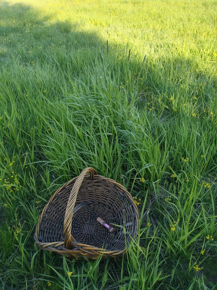 Gathering grass.