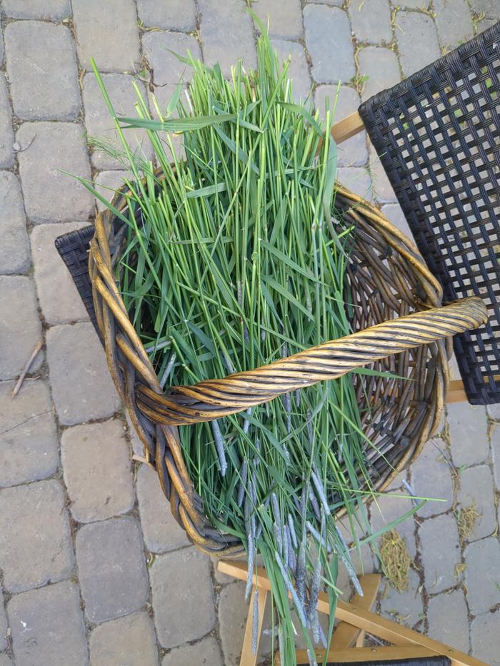 A bunch of grass.