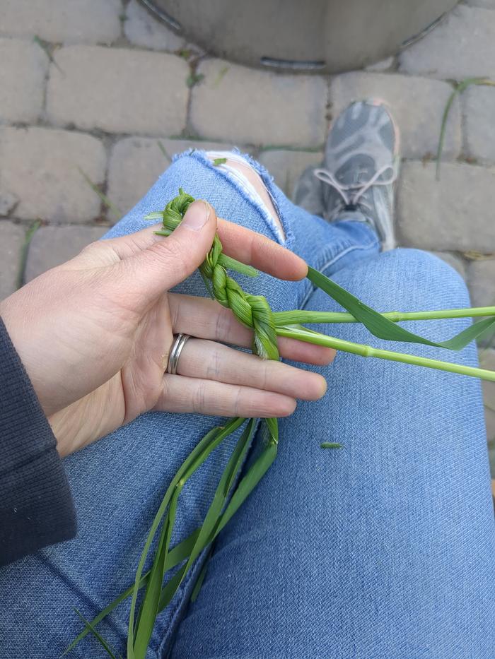 This is a good size for this grass.