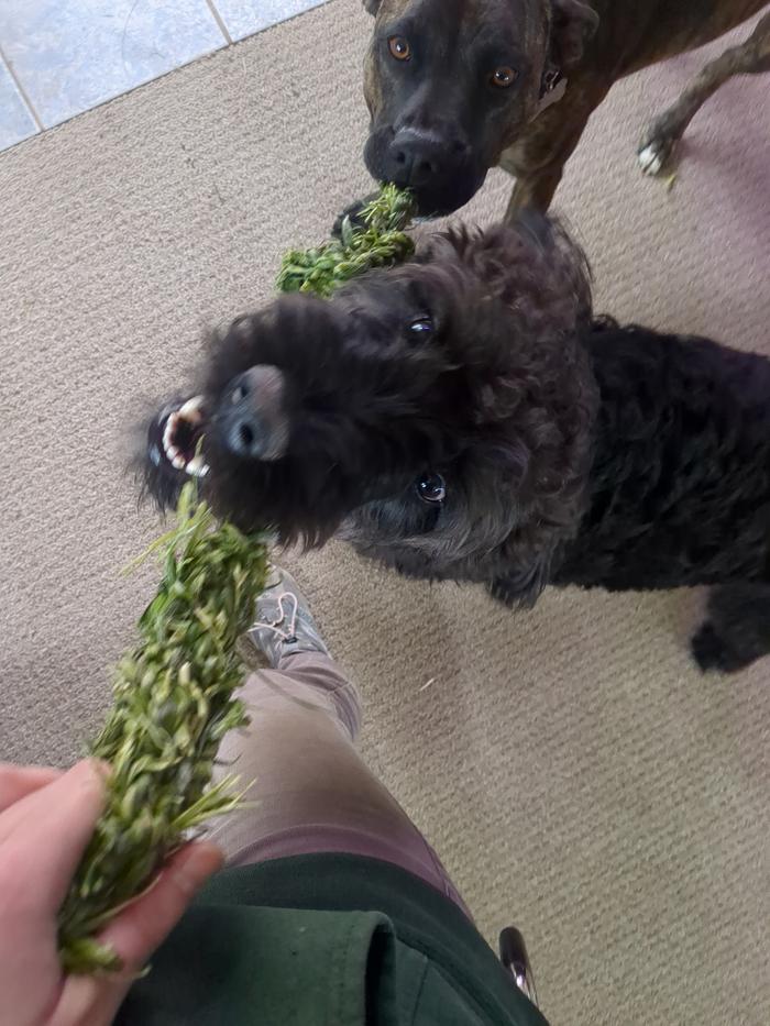 Tug o' war!