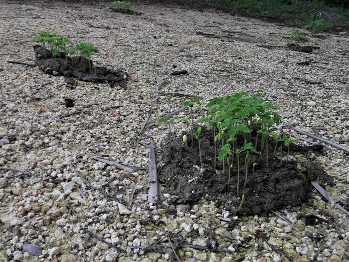 Monkey pod seedlings growing from a cow pat