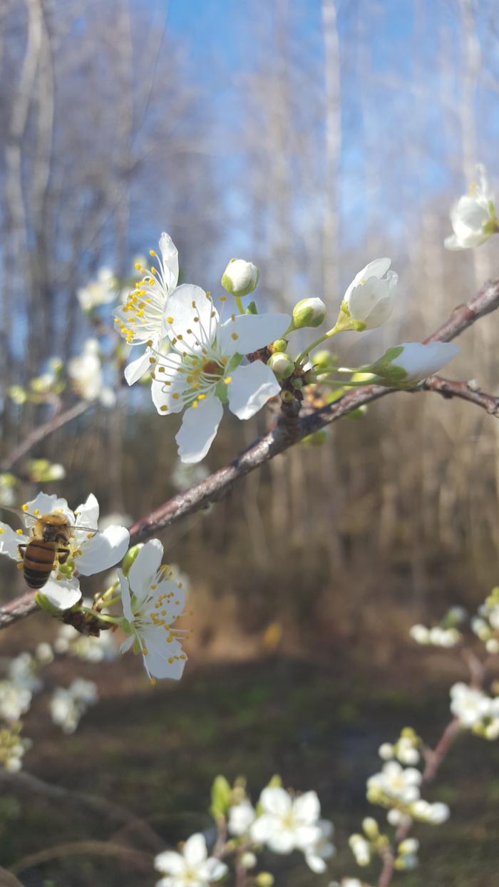 Bee on plum blossom