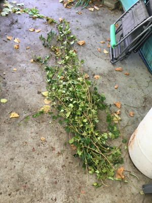 pile of unstripped ivy