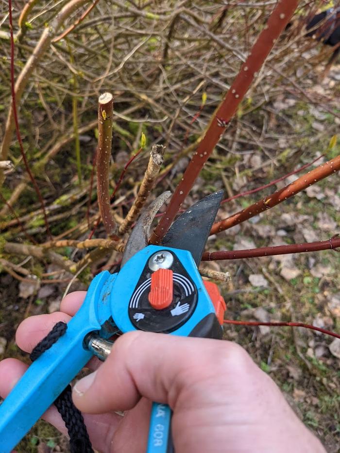 Dogwood being harvested