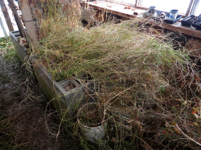 The materials I'm starting with, a tangles mass of overgrown arugula.