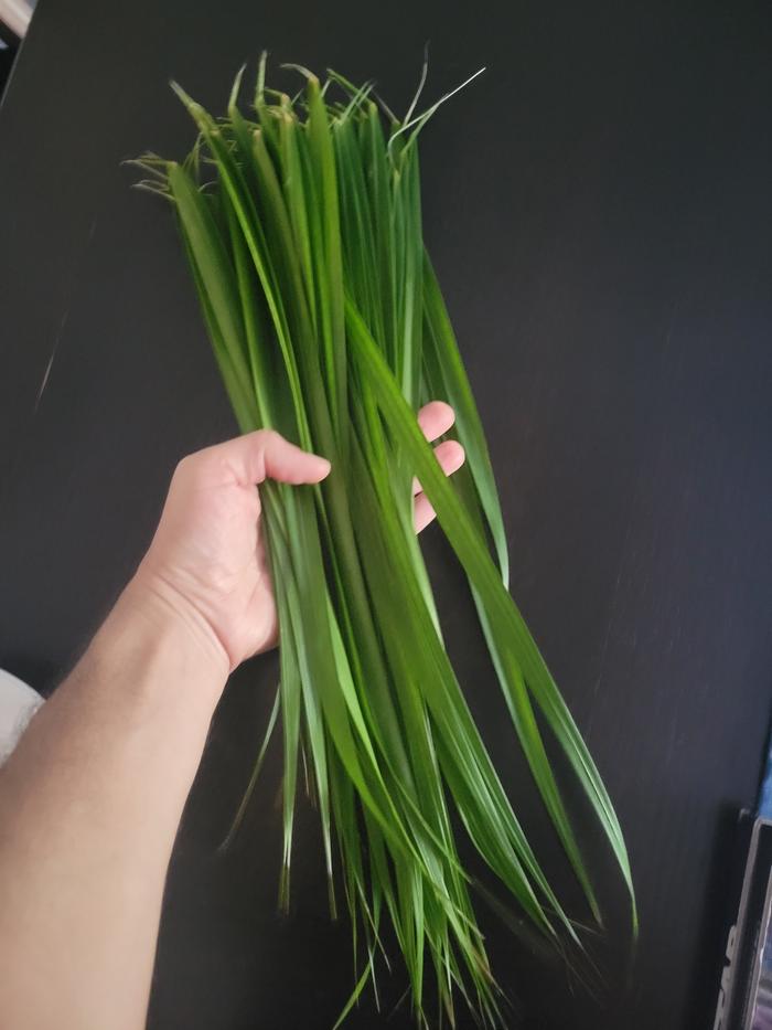 Leaves stripped from the frond