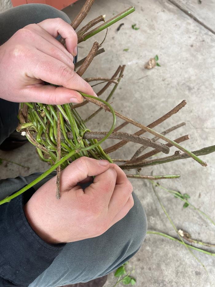 hand weaving a basket