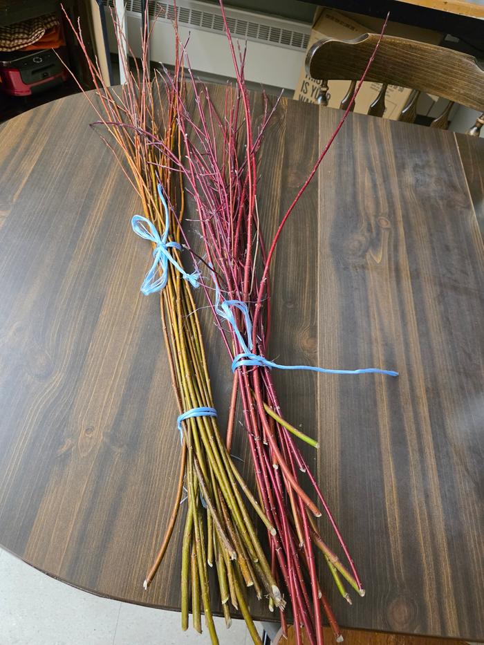 Starting materials: foraged willow and red osier (dogwood)