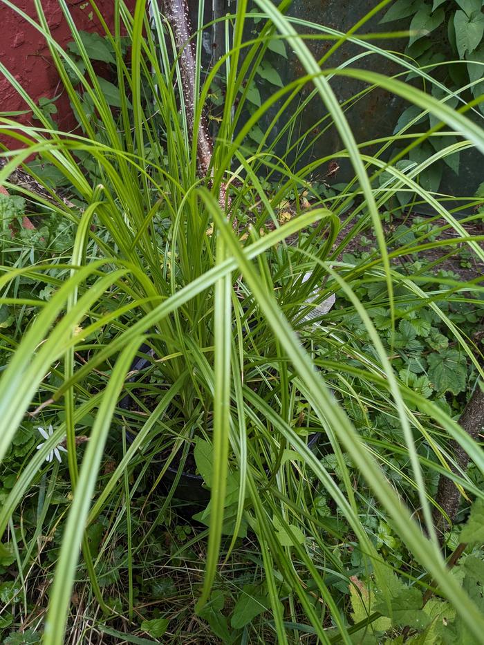 Chufa, tiger nut, with good mid-swason growth.