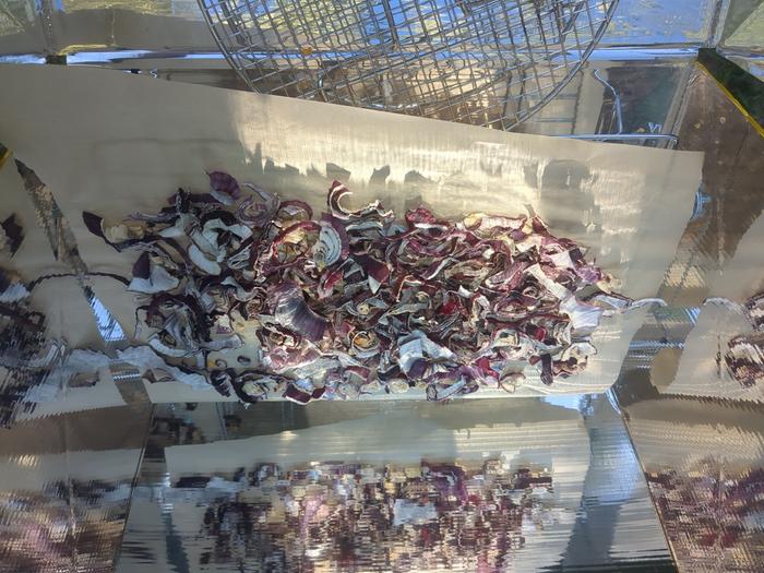 A closeup of the dried onions at the end of the second day.
