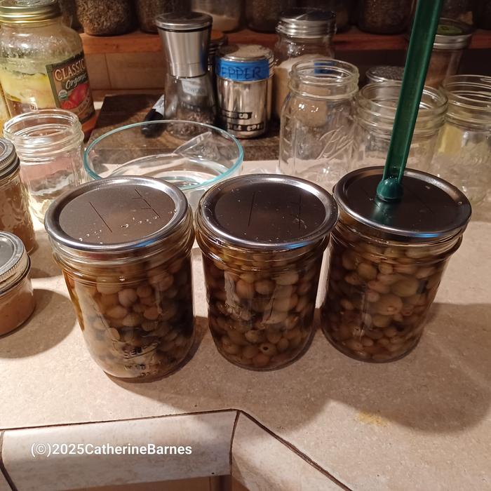 [Thumbnail for BB-Walking-onions-cover-on-jar-_-Pickle-something-in-vinegar-brine.jpg]