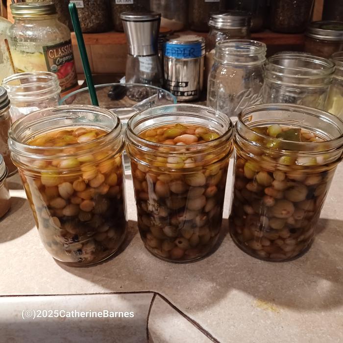 [Thumbnail for BB-Walking-onions-jars-filled-Pickle-something-in-vinegar-brine.jpg]