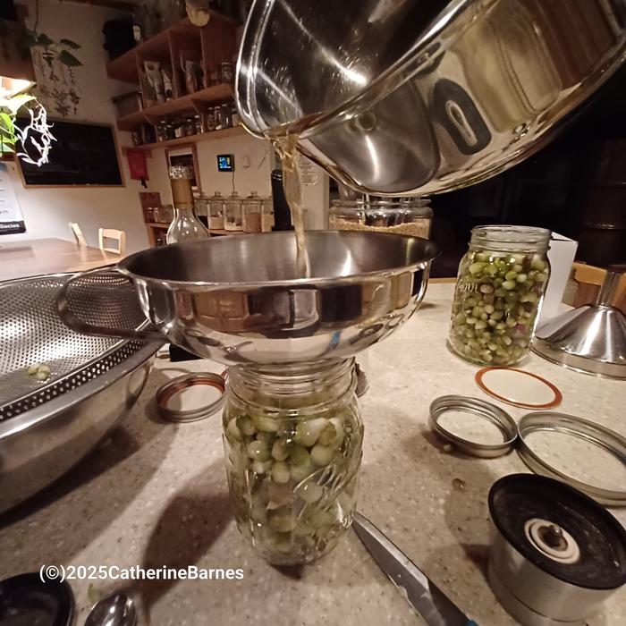 [Thumbnail for BB-Walking-onions-filling-jars-Pickle-something-in-vinegar-brine.jpg]