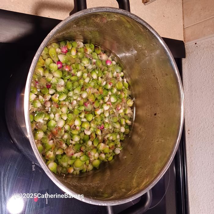 [Thumbnail for BB-Walking-onions-blanch-Pickle-something-in-vinegar-brine.jpg]