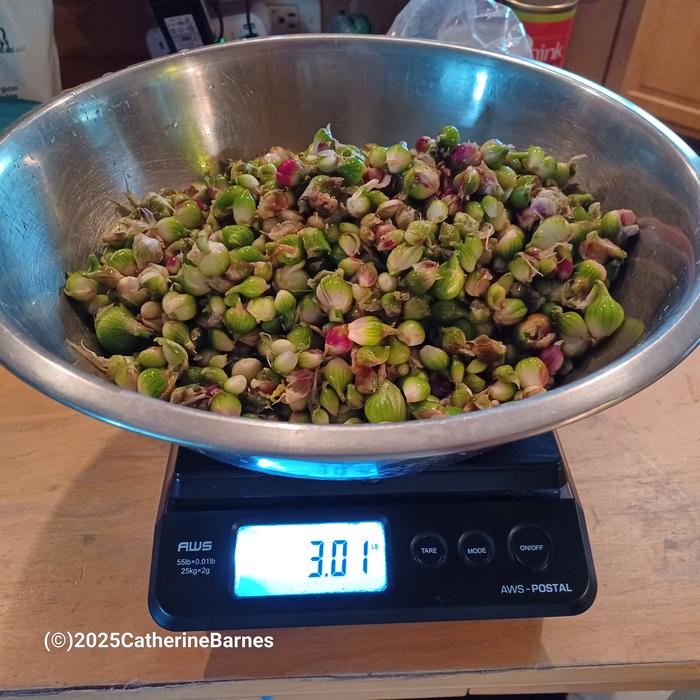 [Thumbnail for BB-Walking-onions-weight-Pickle-something-in-vinegar-brine.jpg]