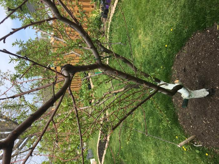 Tree limb to be cut