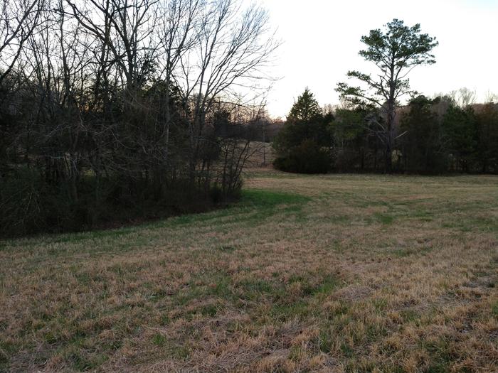 green grass under trees2