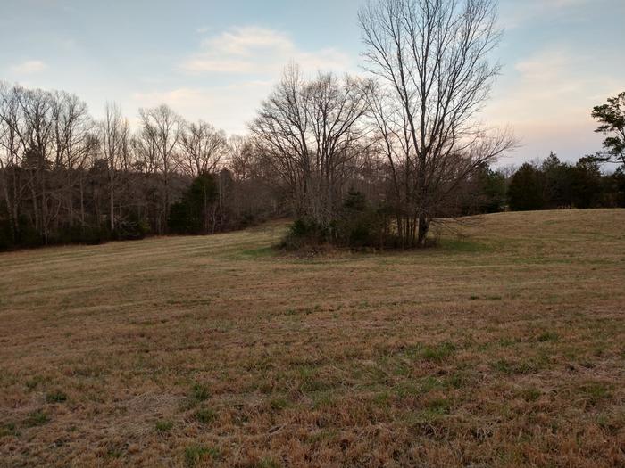 green grass under trees3