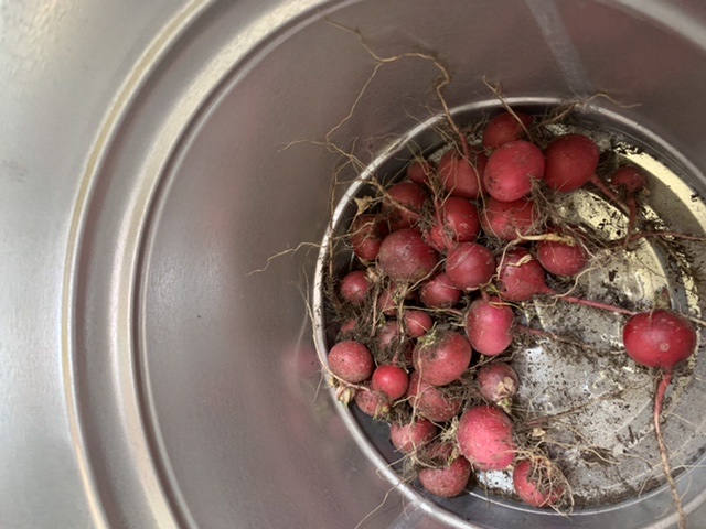 Radishes in the harvest bucket awaiting cleaning