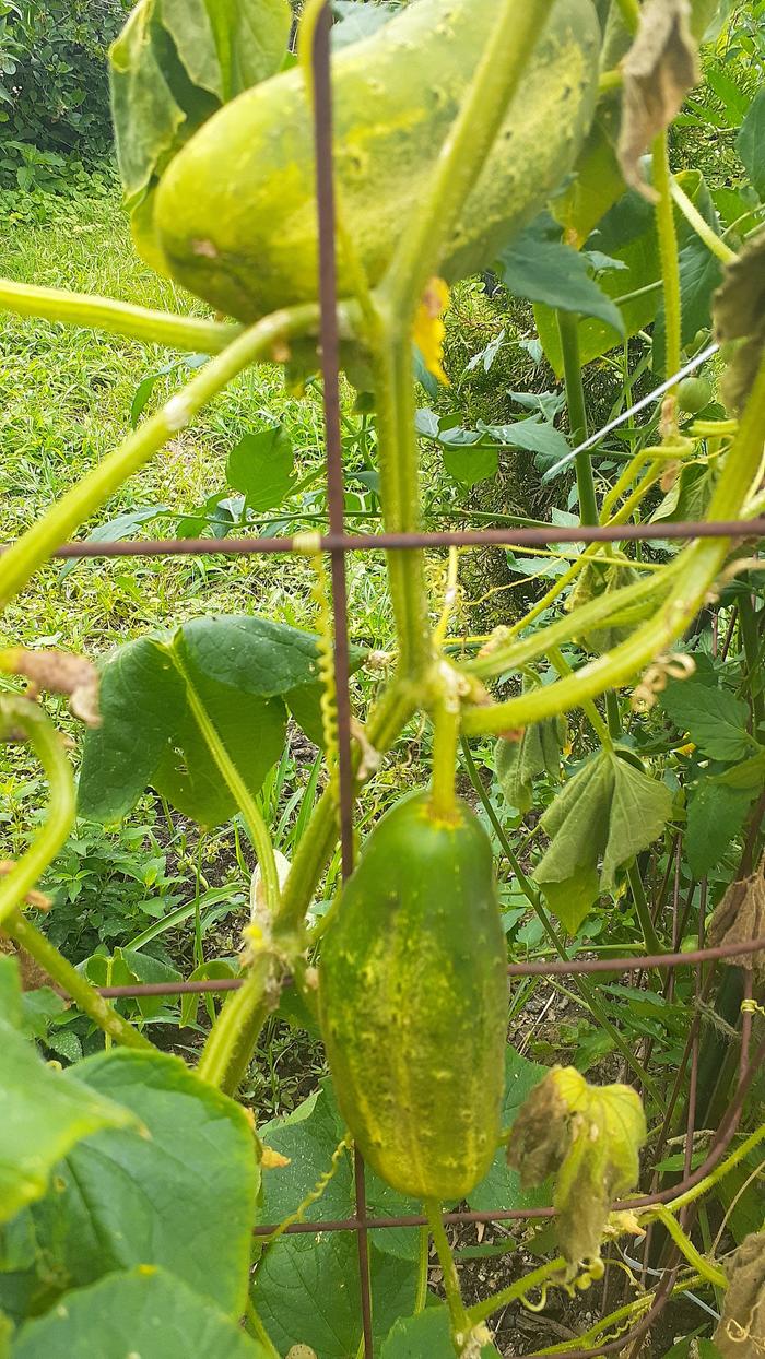 cuccumbers on the vine