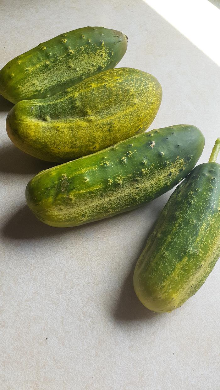 cucumbers harvested