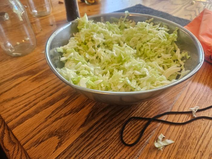 Sus cabbage 