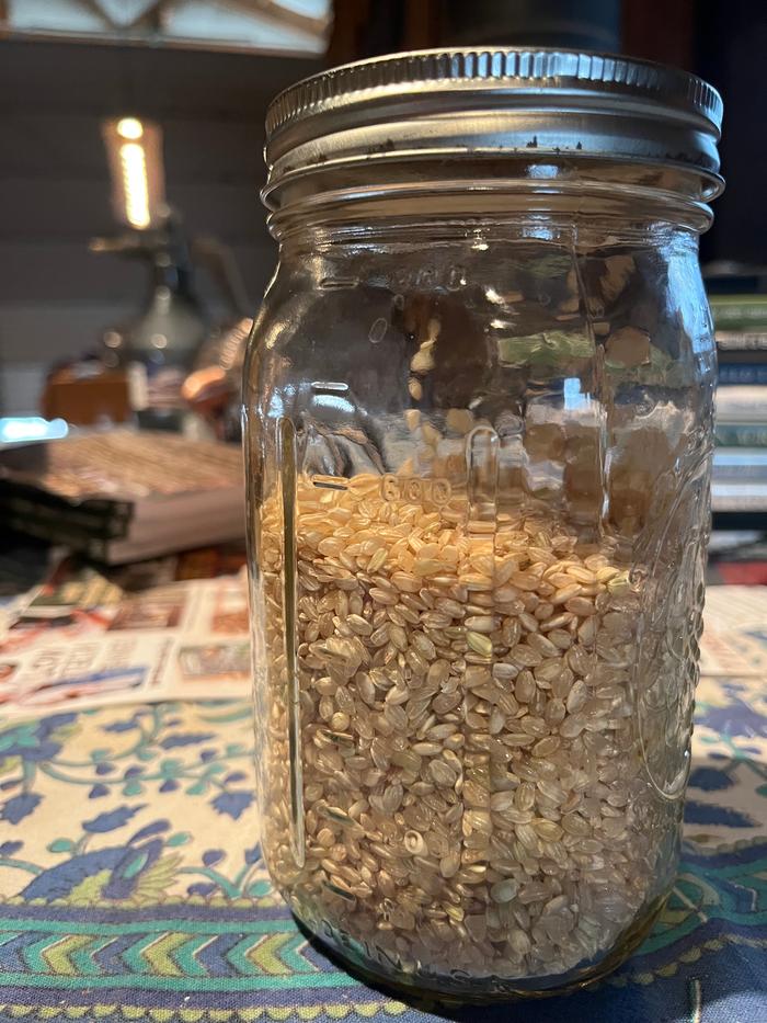 Starting grain (500 ml = 2.11 cups)