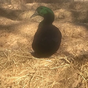 [Thumbnail for duck.jpg]