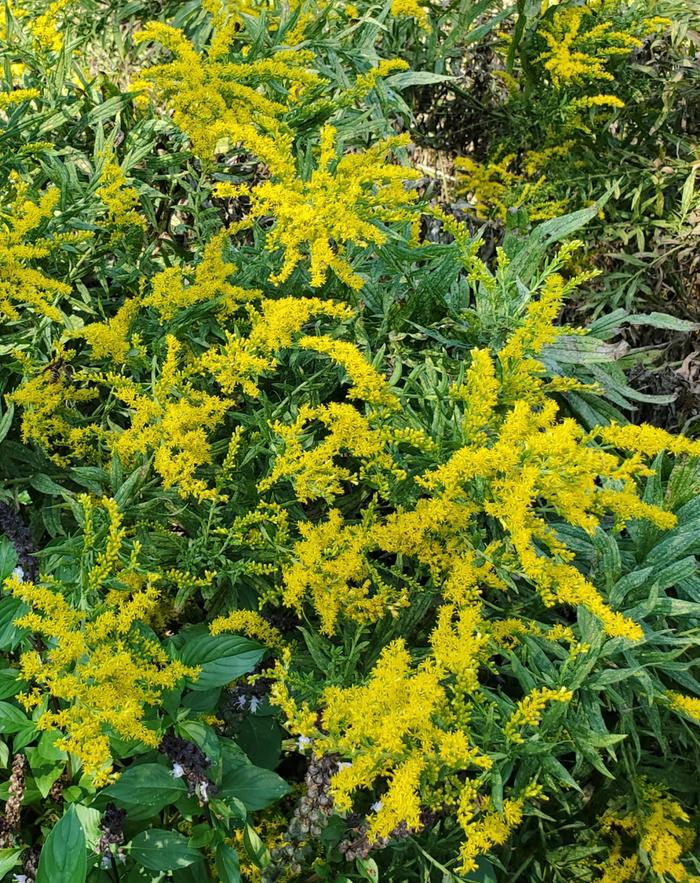 Goldenrod blossoms in early fall