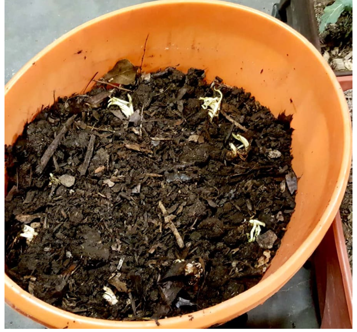 [Thumbnail for 10-Planted-with-comfrey.png]