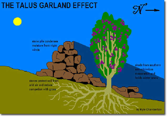 [Thumbnail for Talus-Garland-Effect.jpg]