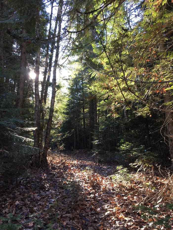 Pathway heading south from the dome toward the clearing and front of property. Was basically a driveway before, just need to cut back some brush and small trees that have come up to open it back up again