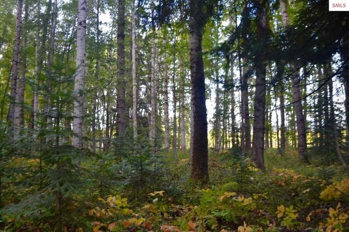 Same tree cover as in picture in original post, facing east and taken in middle of autumn