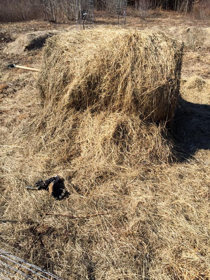 [Thumbnail for Topped-Hugels-with-Hay.jpg]