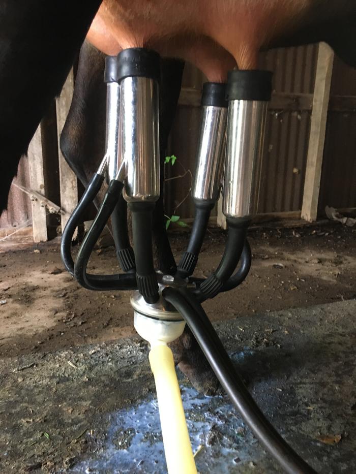 milking machine at work