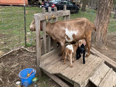 Sprinkles and her two girls - three empty quart jars on the ground for the milk.