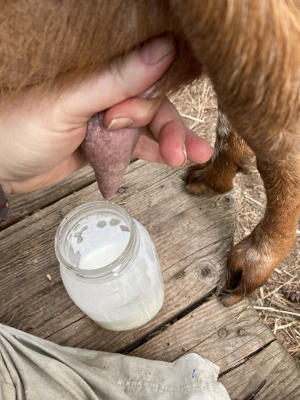 trap the milk in the teat 