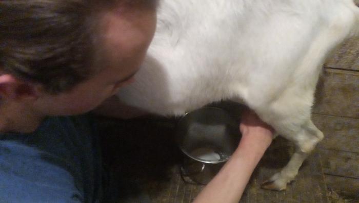 Milking in progress