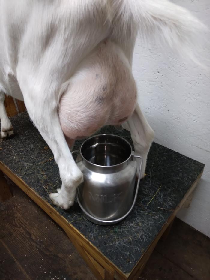 Empty bucket under goat, ready to milk