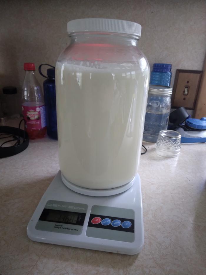 Milk from both does - nearly a gallon