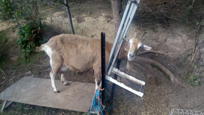 Geraldine waiting to be milked