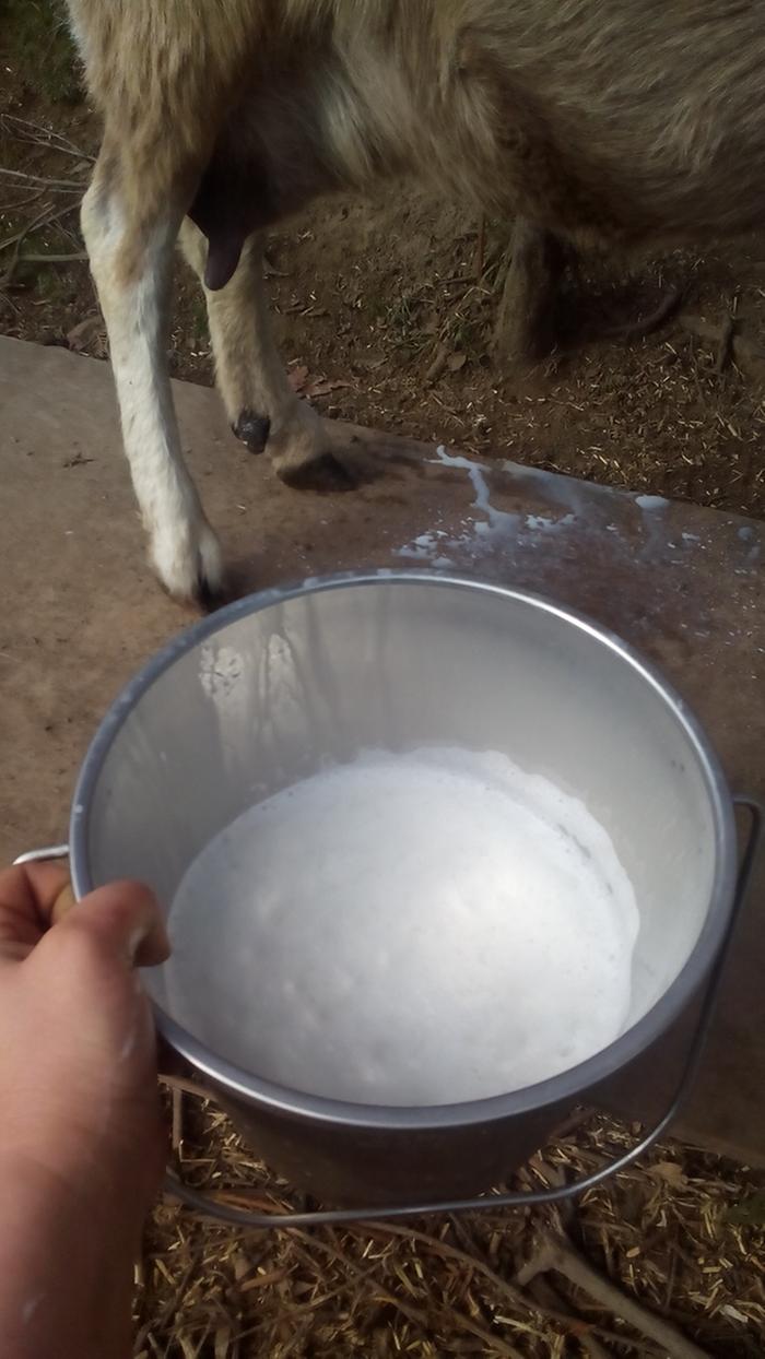 7 quart bucket with milk in it