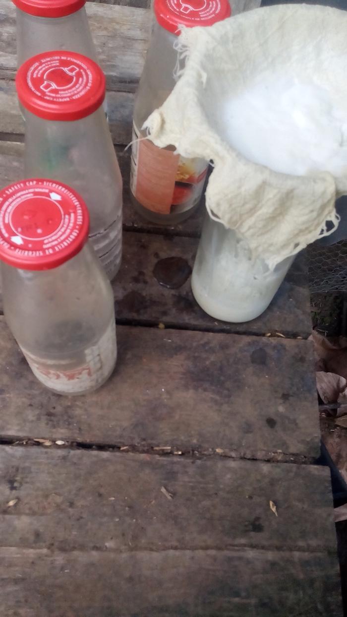 straining milk into empty bottles