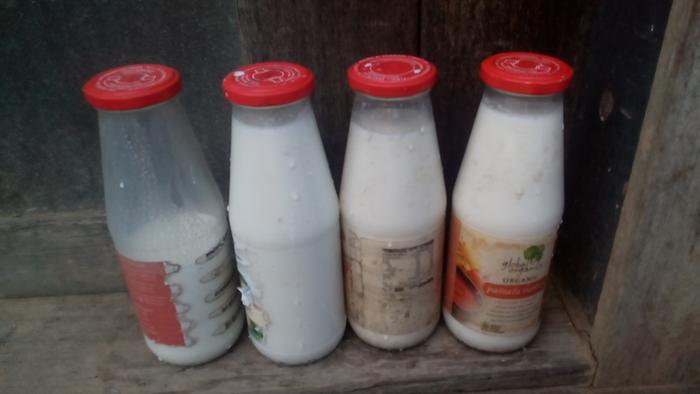 bottles filled. 3 and a bit 680ml bottles, so more than a quart of delicious raw goat milk